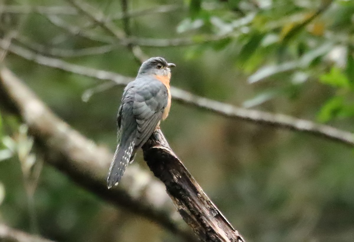 Fan-tailed Cuckoo - David Ongley