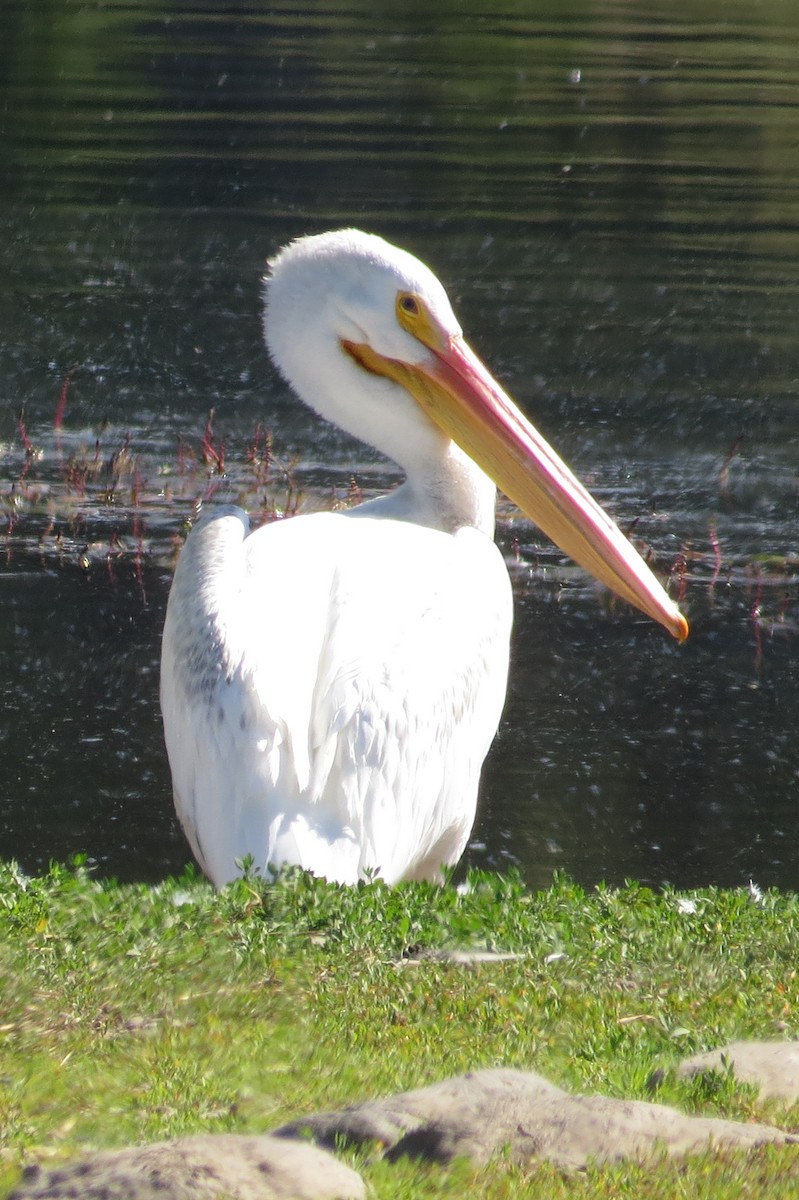 American White Pelican - Becky Marvil