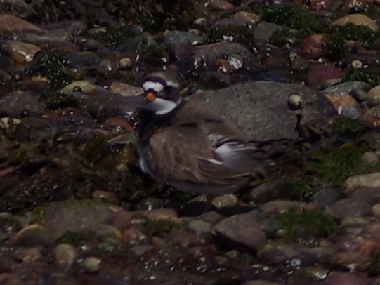 Common Ringed Plover - ML63036121