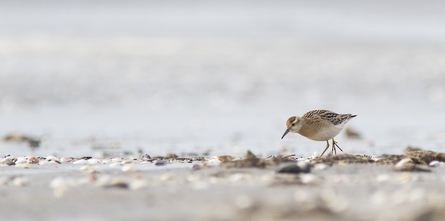 Juvenile foraging in Alaska in September. - Sharp-tailed Sandpiper - 