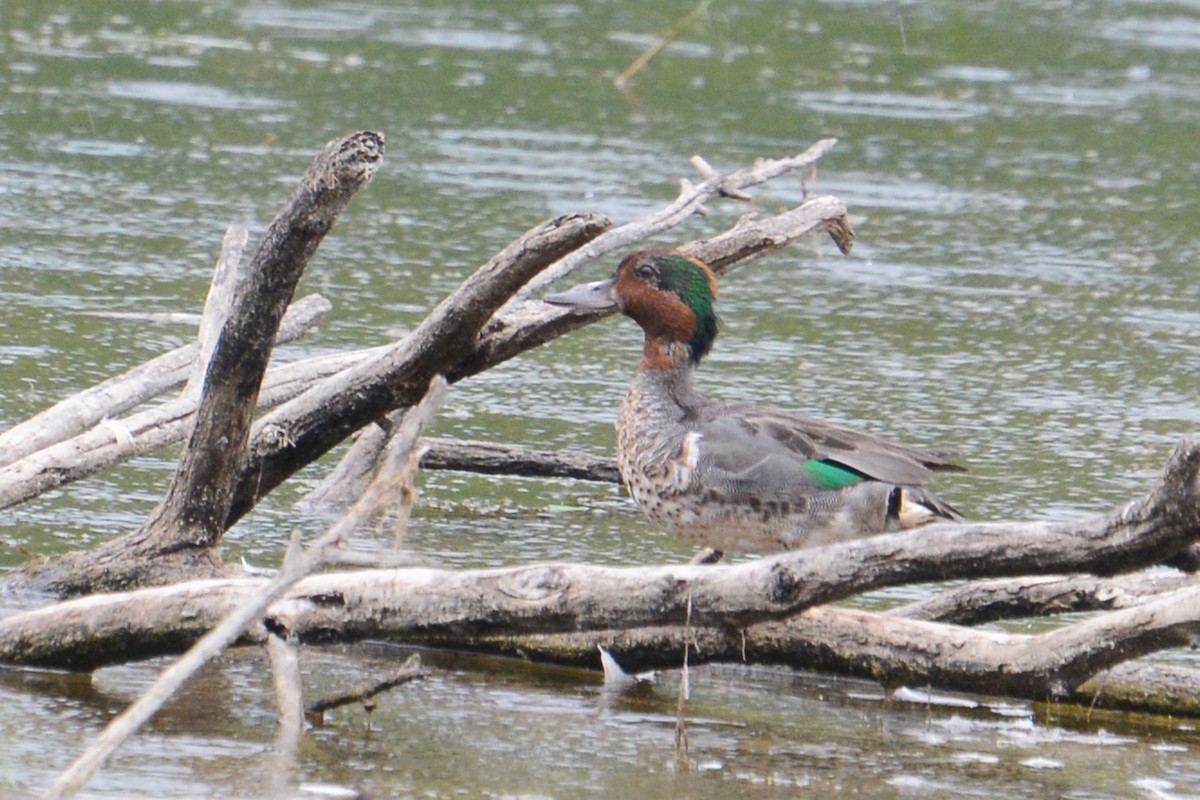 Green-winged Teal - ML63038921