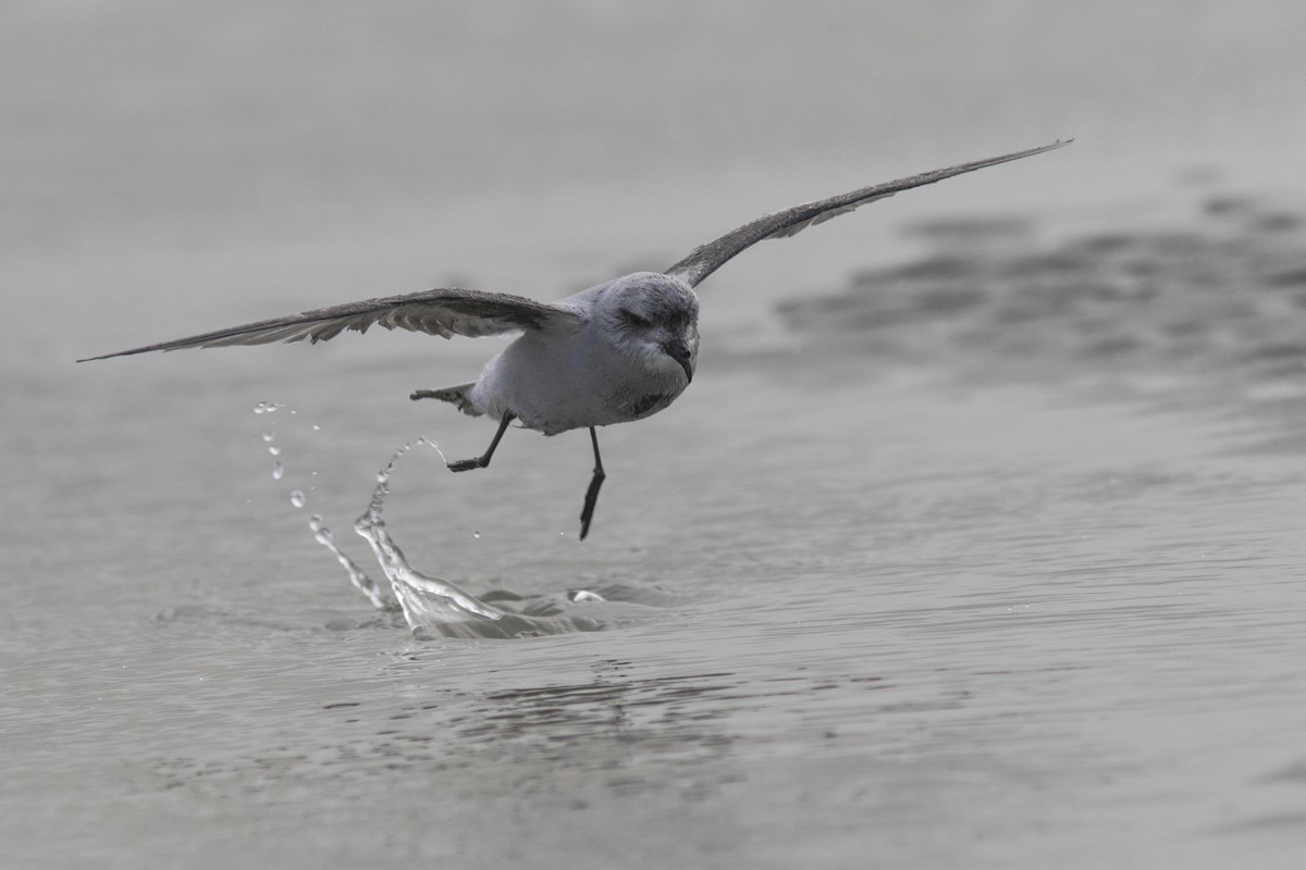 Fork-tailed Storm-Petrel - ML63039511
