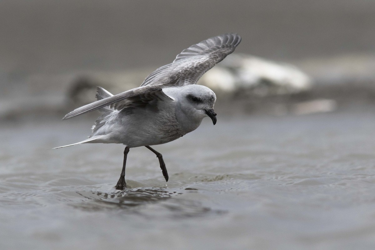 Fork-tailed Storm-Petrel - Bryce Robinson