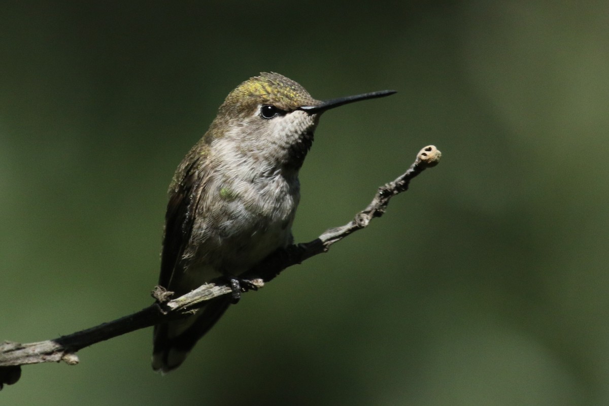 Anna's Hummingbird - mario balitbit