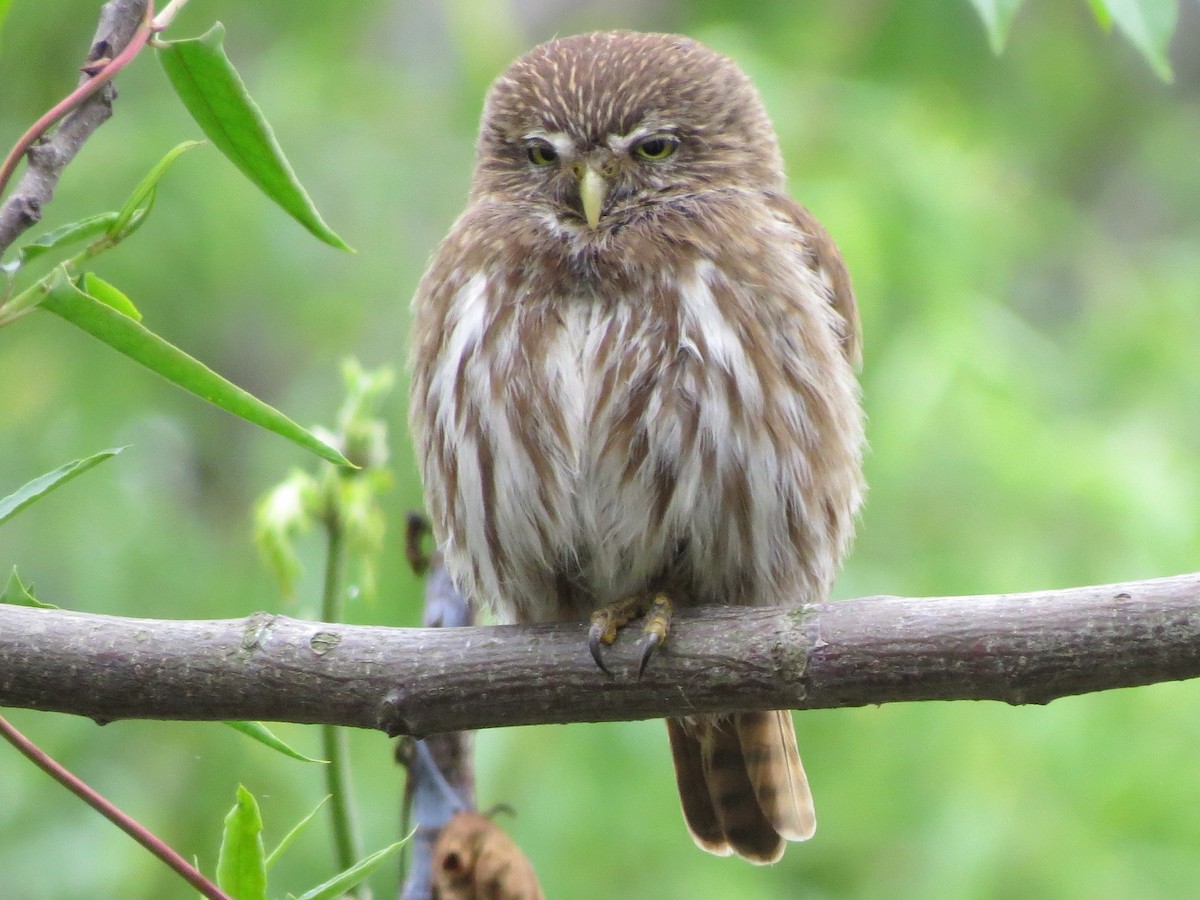 Ferruginous Pygmy-Owl - German Pugnali