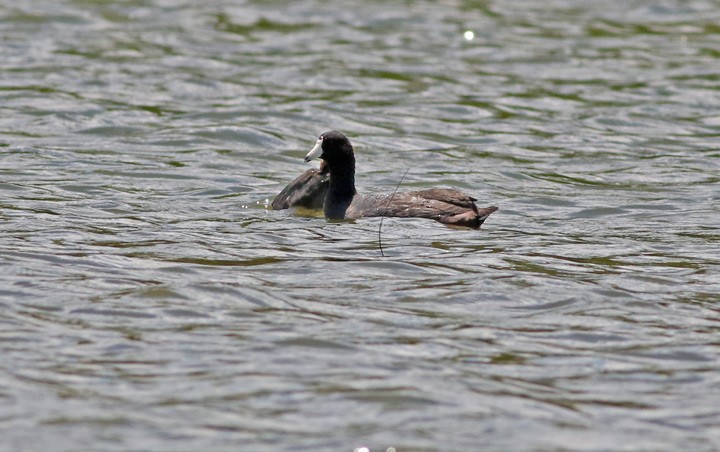 American Coot (Red-shielded) - ML63042981
