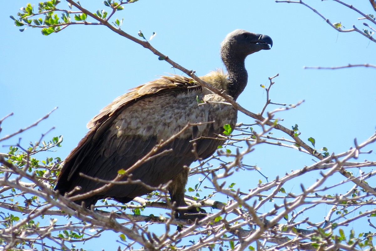 White-backed Vulture - Adam Dudley