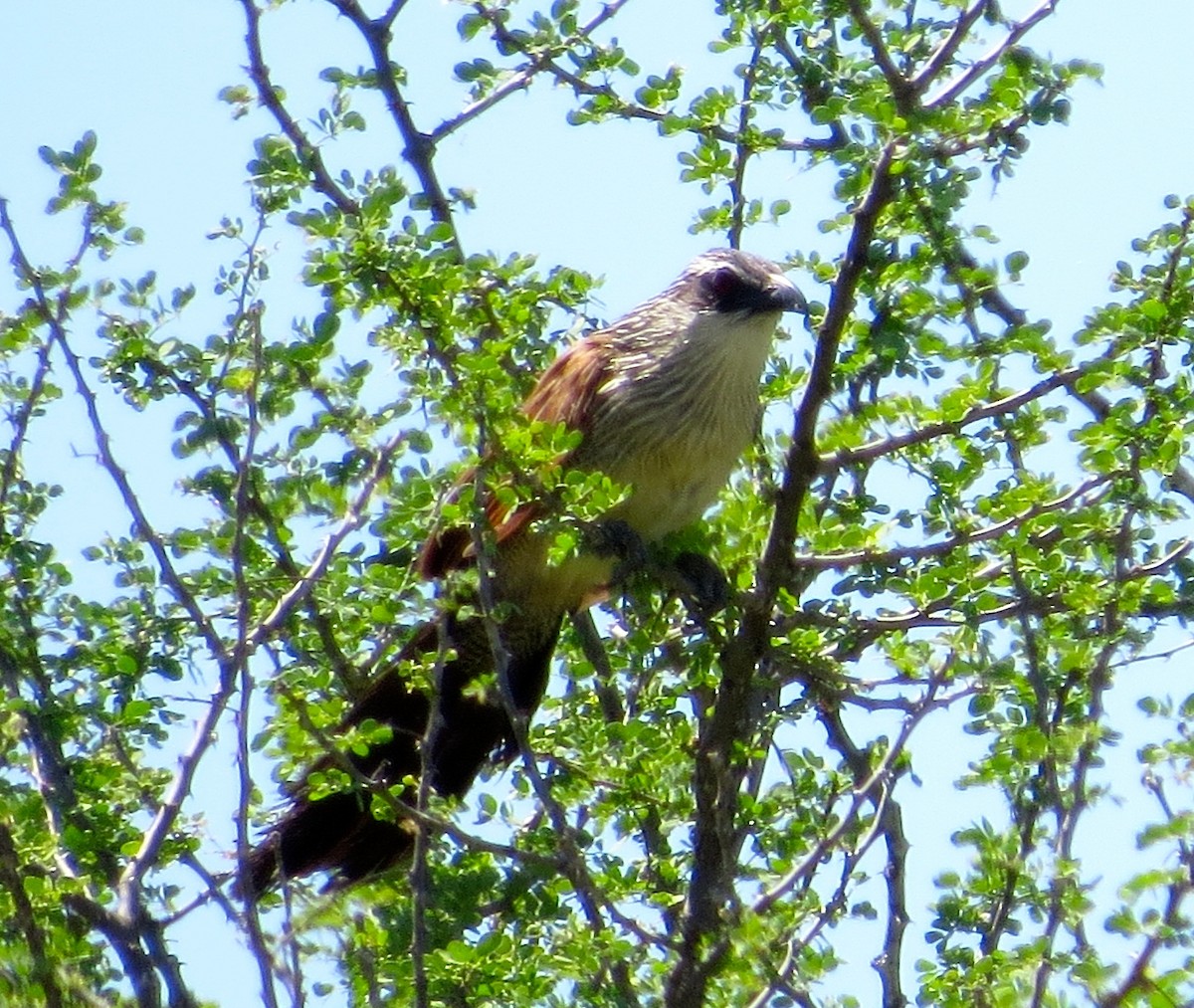 White-browed Coucal (White-browed) - Adam Dudley