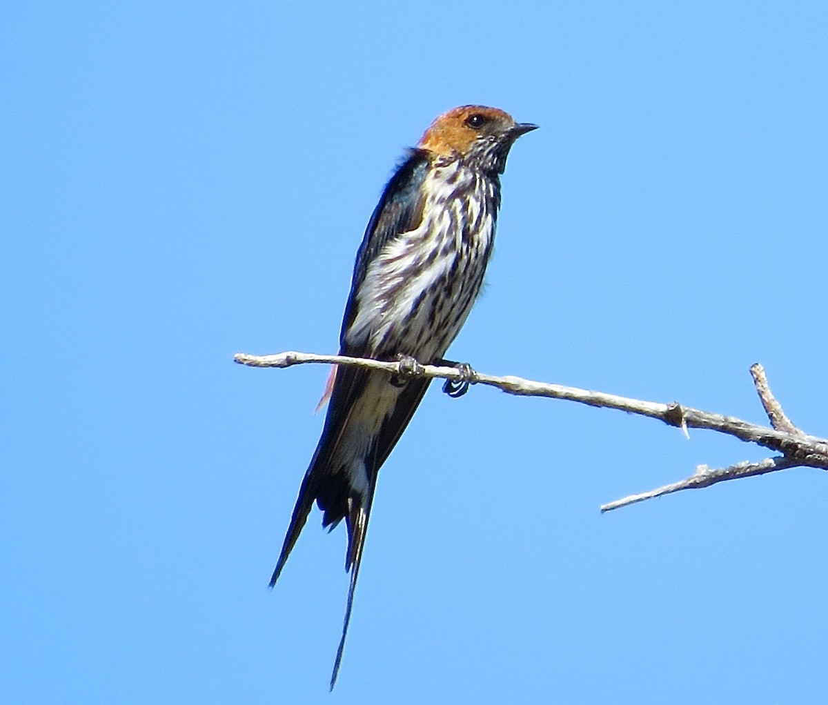 Lesser Striped Swallow - Adam Dudley