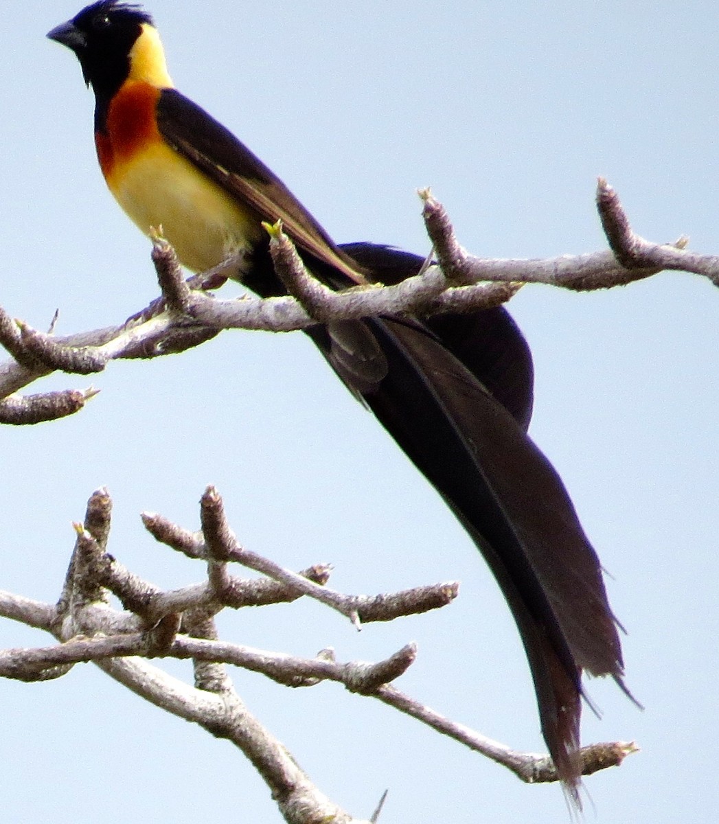 Broad-tailed Paradise-Whydah - ML63043901