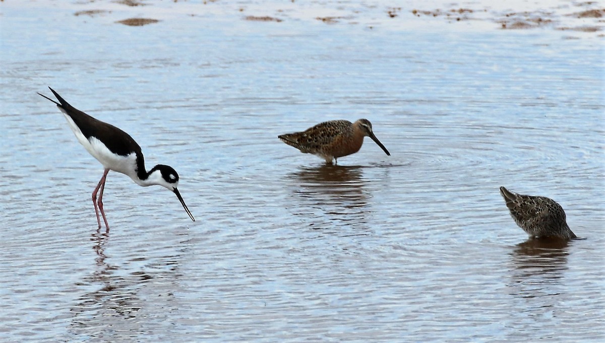 Long-billed Dowitcher - ML63044711