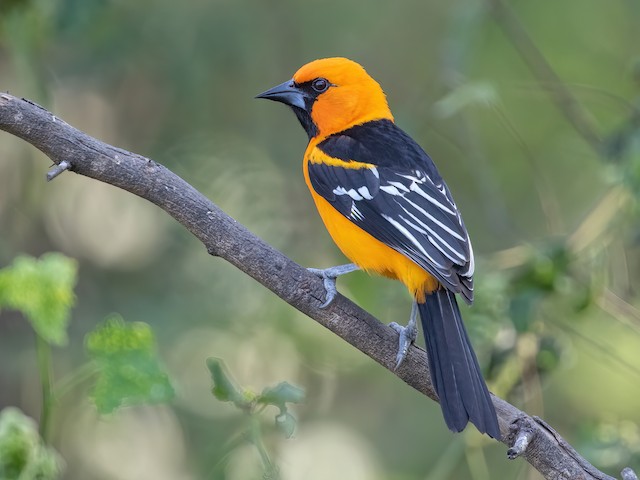 Tukli, oriq individual fohishalar