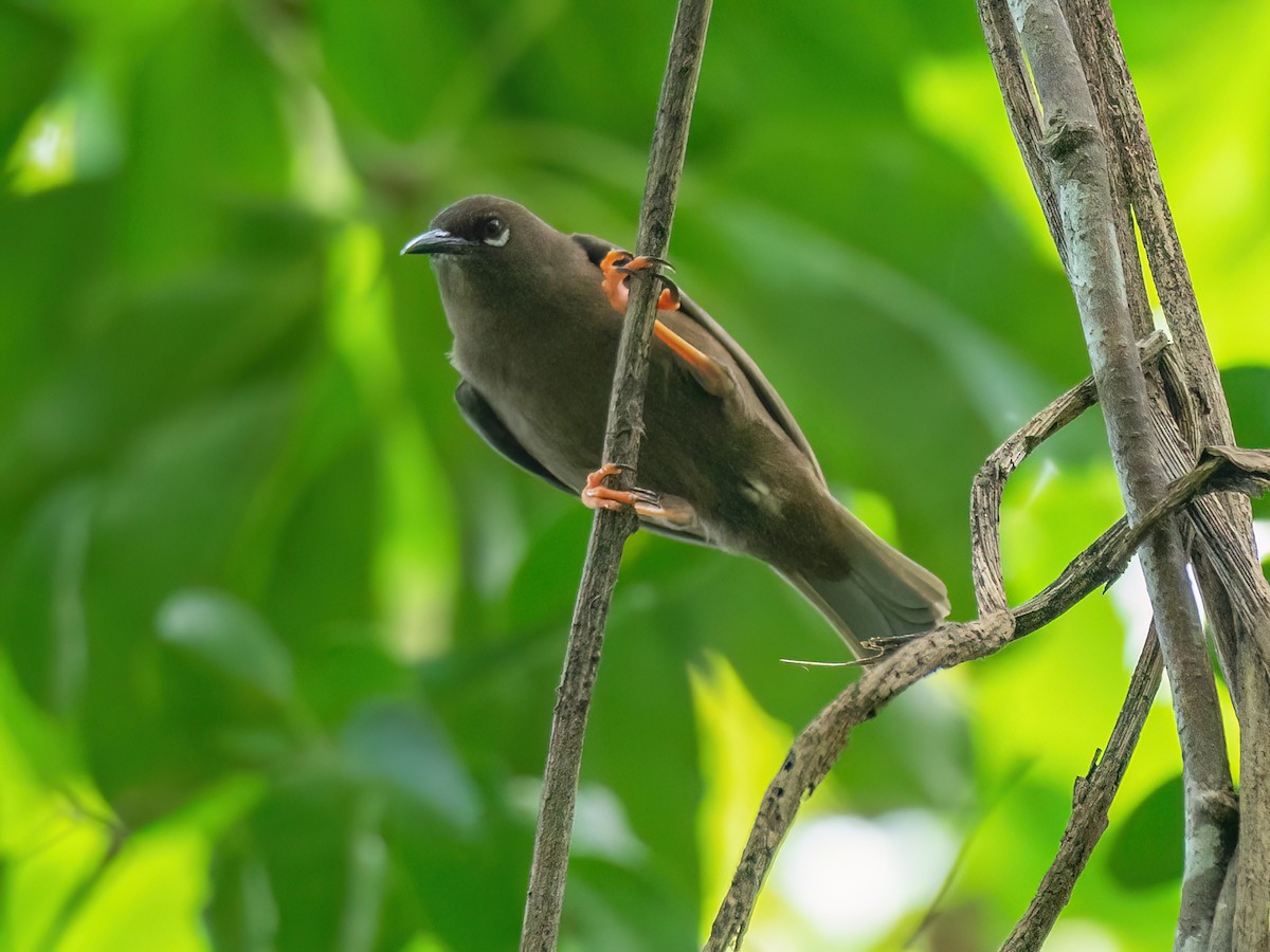 Teardrop White-eye - Rukia ruki - Birds of the World