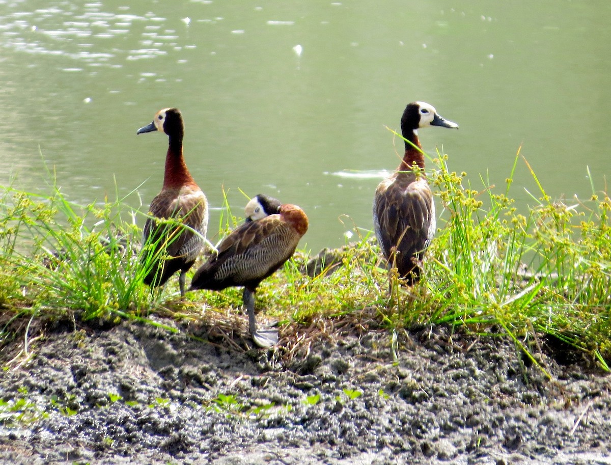 White-faced Whistling-Duck - Adam Dudley