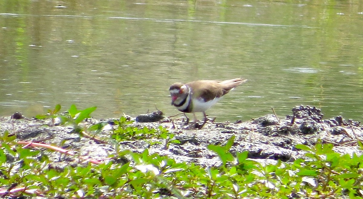 Three-banded Plover - Adam Dudley