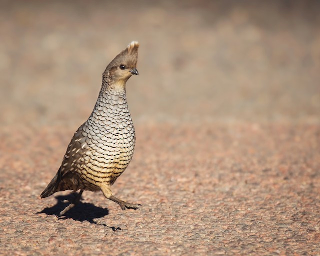 Scaled Quail ML630480273