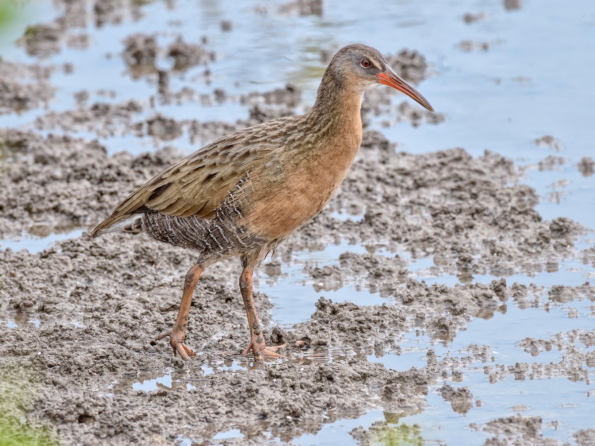 Aztec Rail - Rallus tenuirostris - Birds of the World