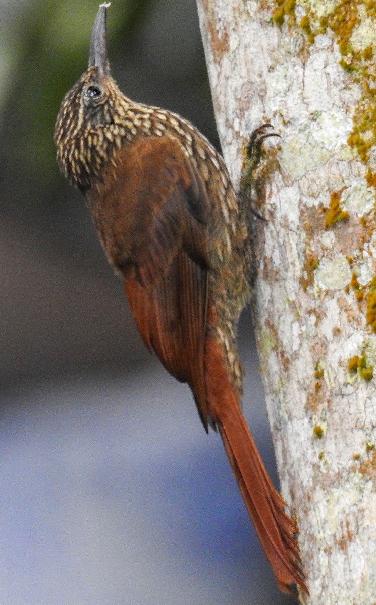 Cocoa Woodcreeper - Diego Emerson Torres