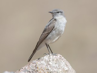  - Cinereous Ground-Tyrant