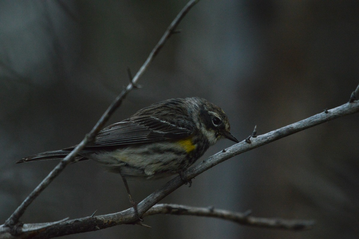 Yellow-rumped Warbler - Kathy Marche
