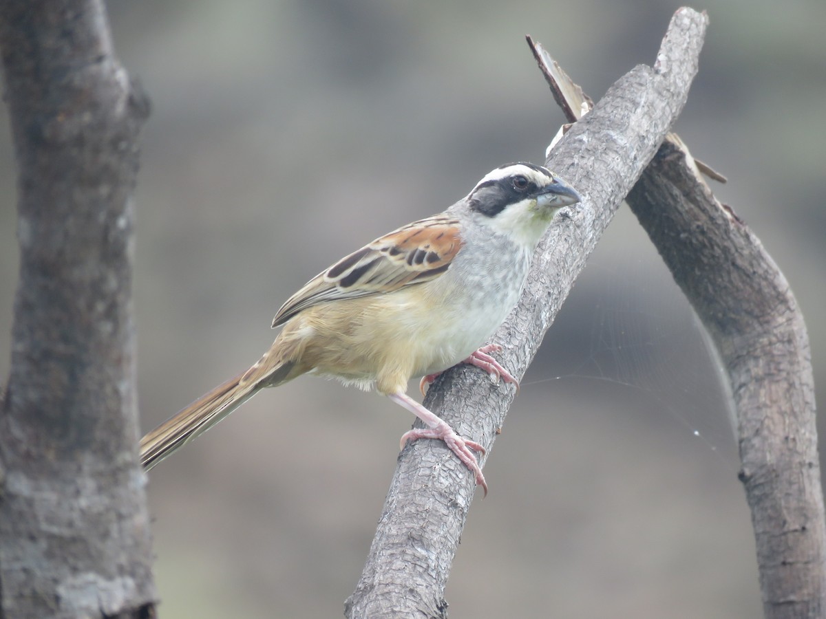 Stripe-headed Sparrow - ML63059241
