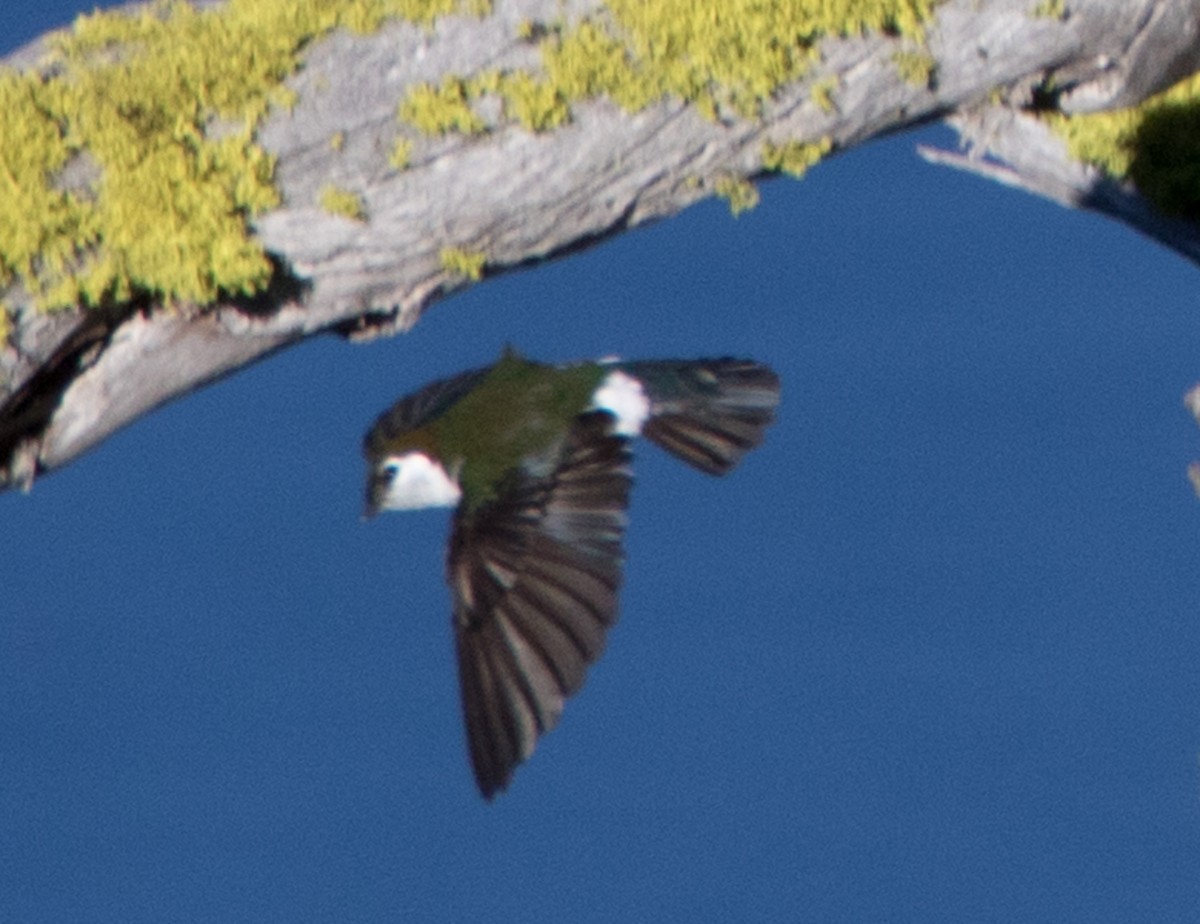 Violet-green Swallow - ML63059251