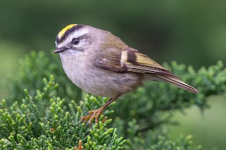 Golden-crowned Kinglet