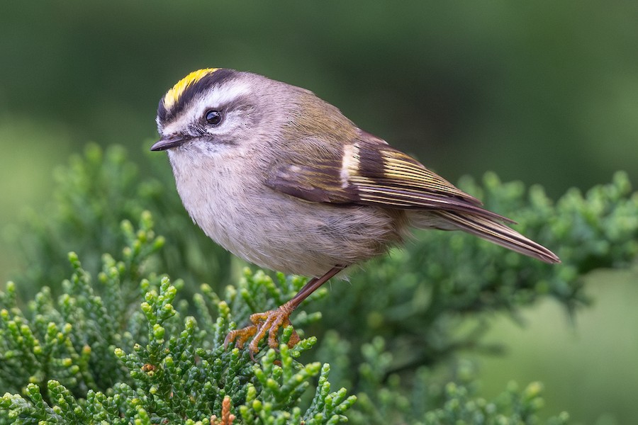 Golden-crowned Kinglet