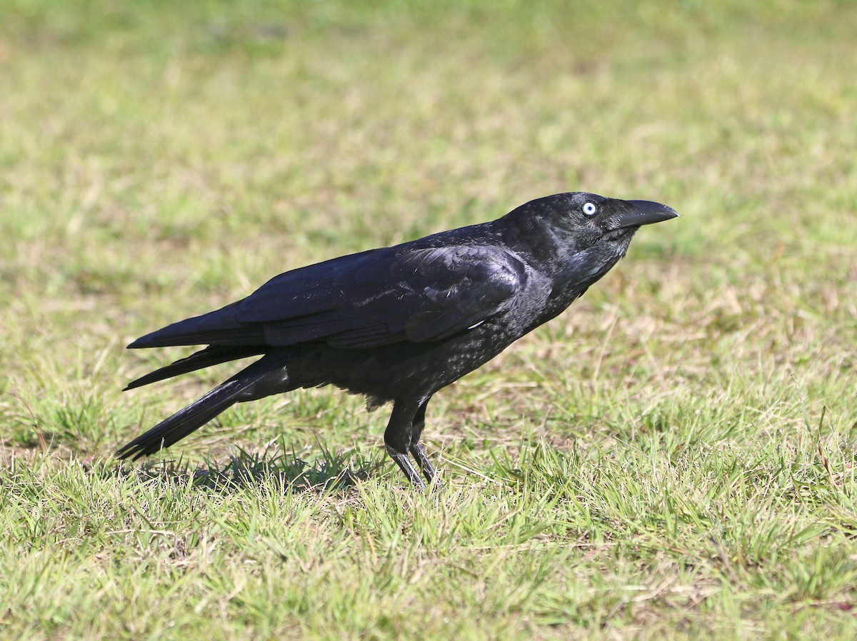 Torresian Crow - ML63062211