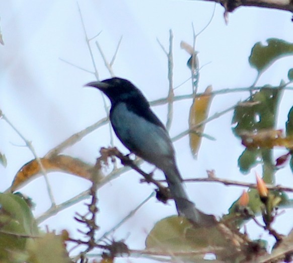 Hair-crested Drongo - ML63064961