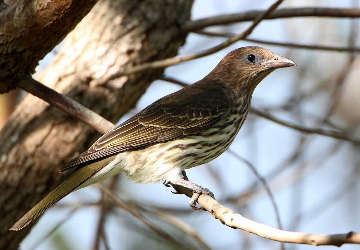 Australasian Figbird - Sandra Gallienne