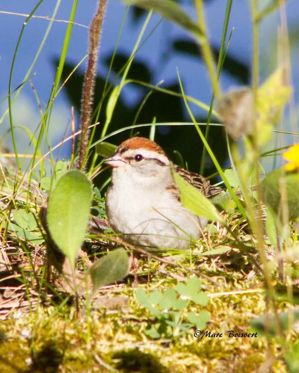 Chipping Sparrow - ML63066271