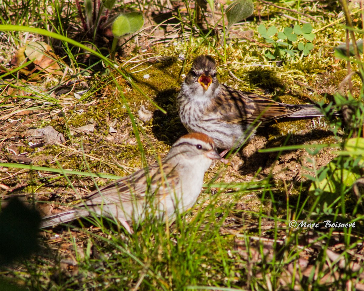 Chipping Sparrow - ML63066281