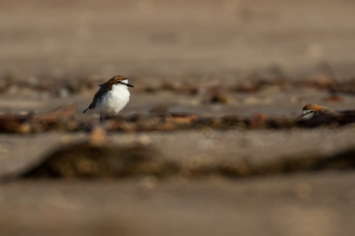 Red-capped Plover - ML63068261