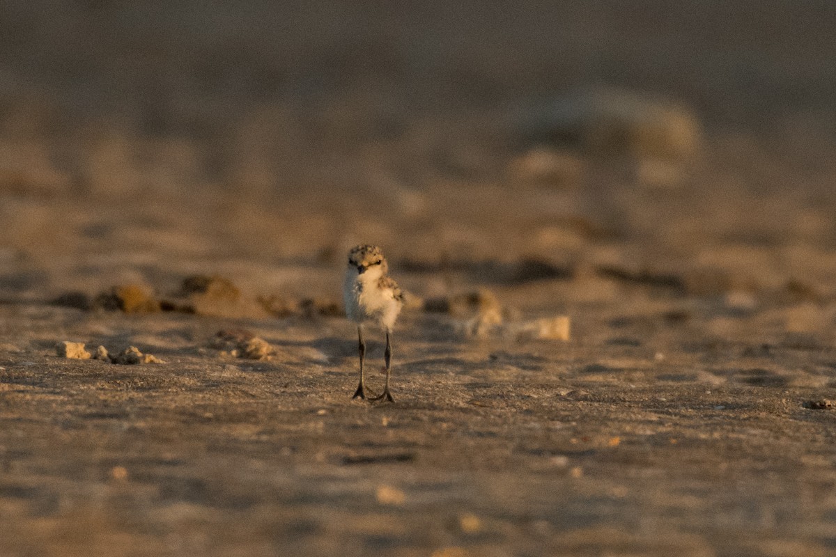 Red-capped Plover - ML63068301