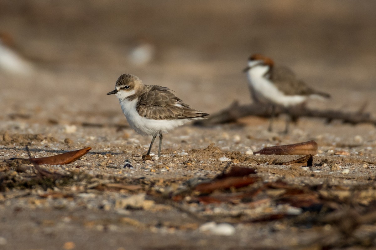 Red-capped Plover - ML63068321