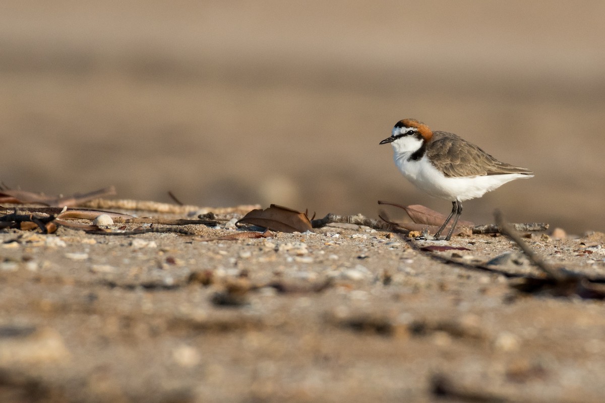 Red-capped Plover - ML63068341