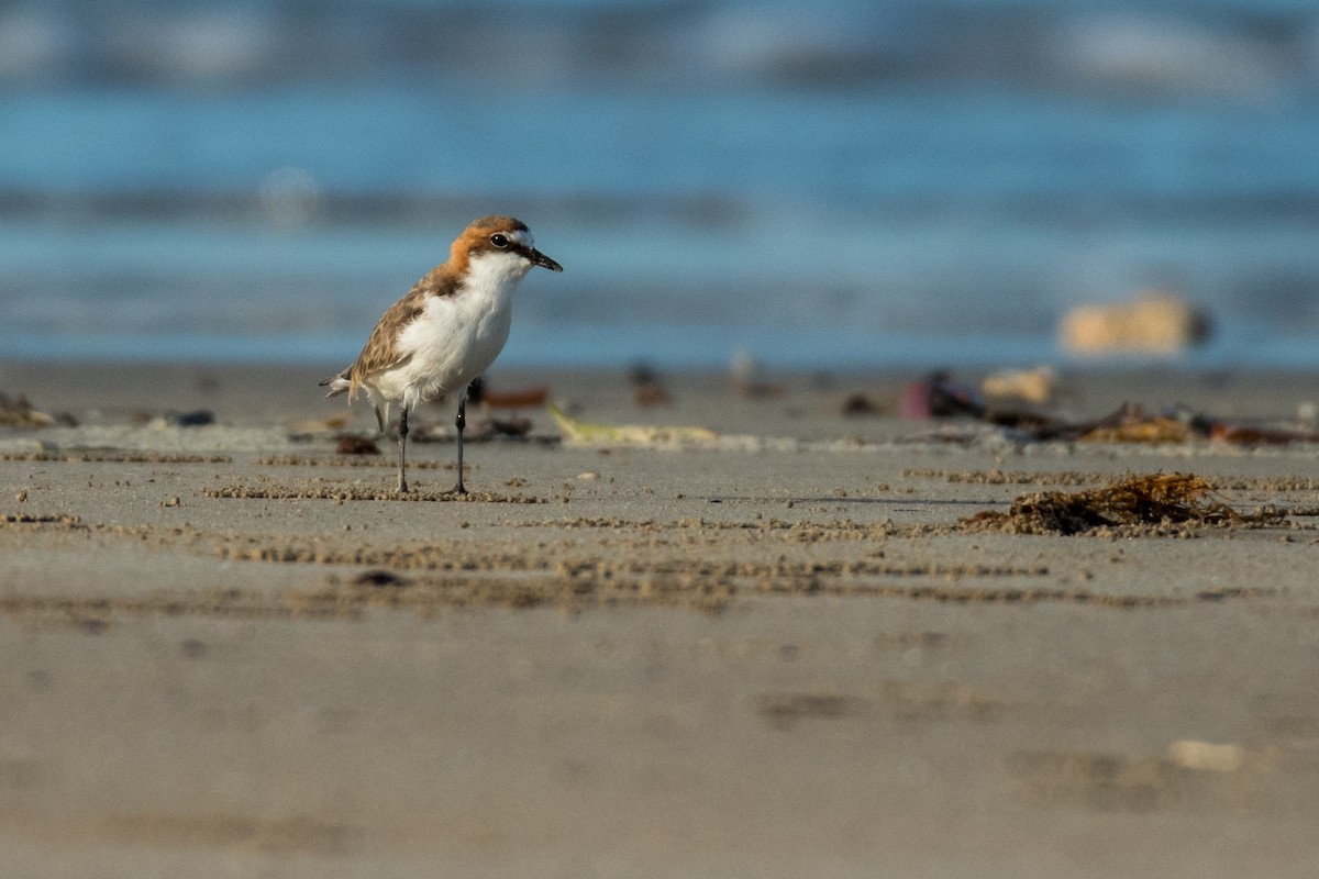 Red-capped Plover - ML63068351