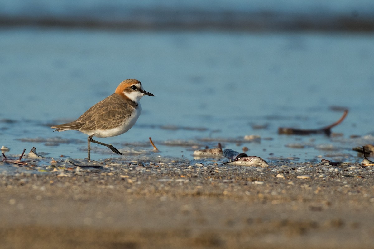 Red-capped Plover - ML63068361