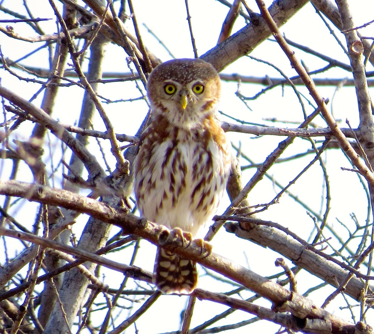Pearl-spotted Owlet - ML63069841