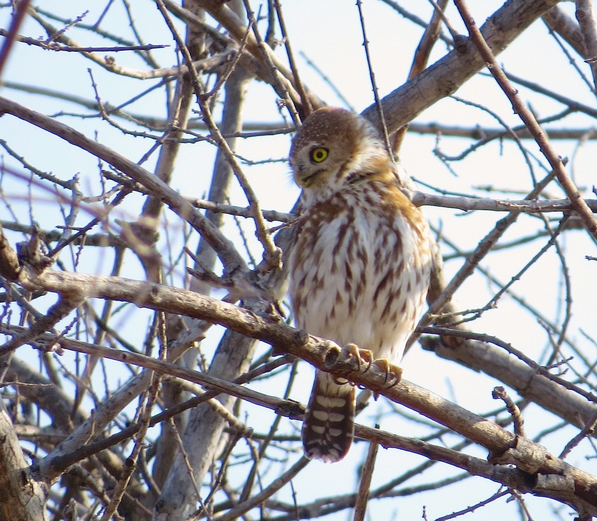Pearl-spotted Owlet - ML63069851