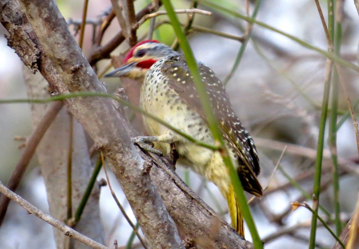 Nubian Woodpecker - ML63069911