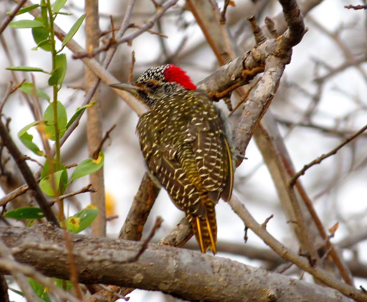 Nubian Woodpecker - ML63069921