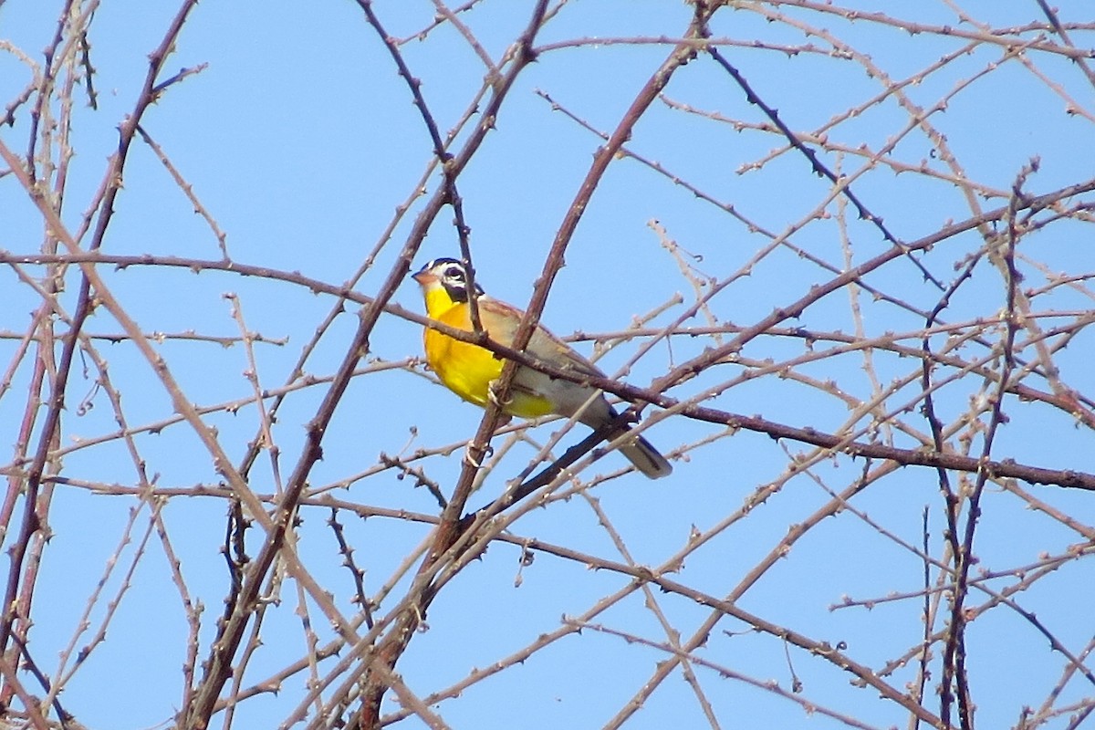 Golden-breasted Bunting - ML63070021