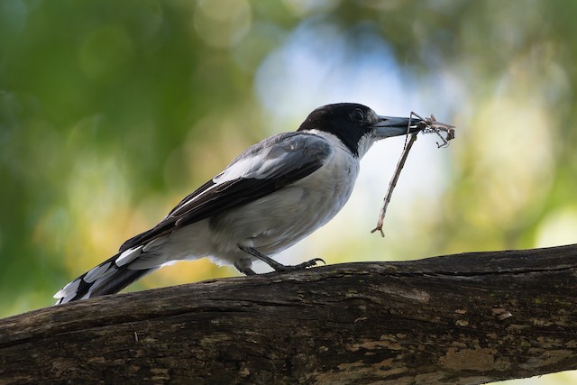 Gray Butcherbird