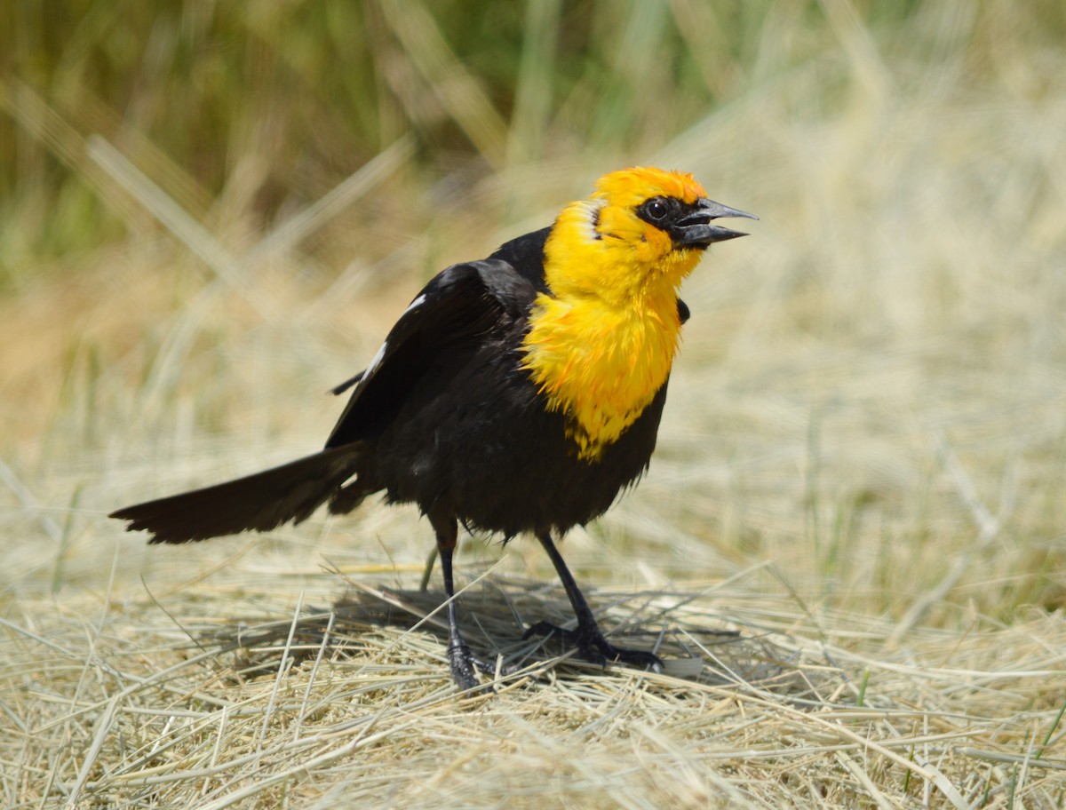 Yellow-headed Blackbird - David W Foster