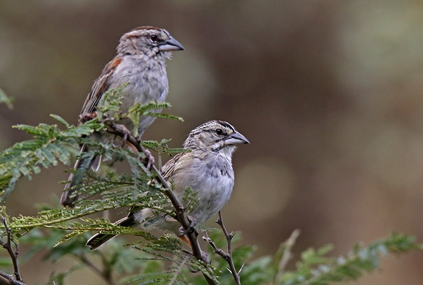 Tumbes Sparrow - Roger Ahlman