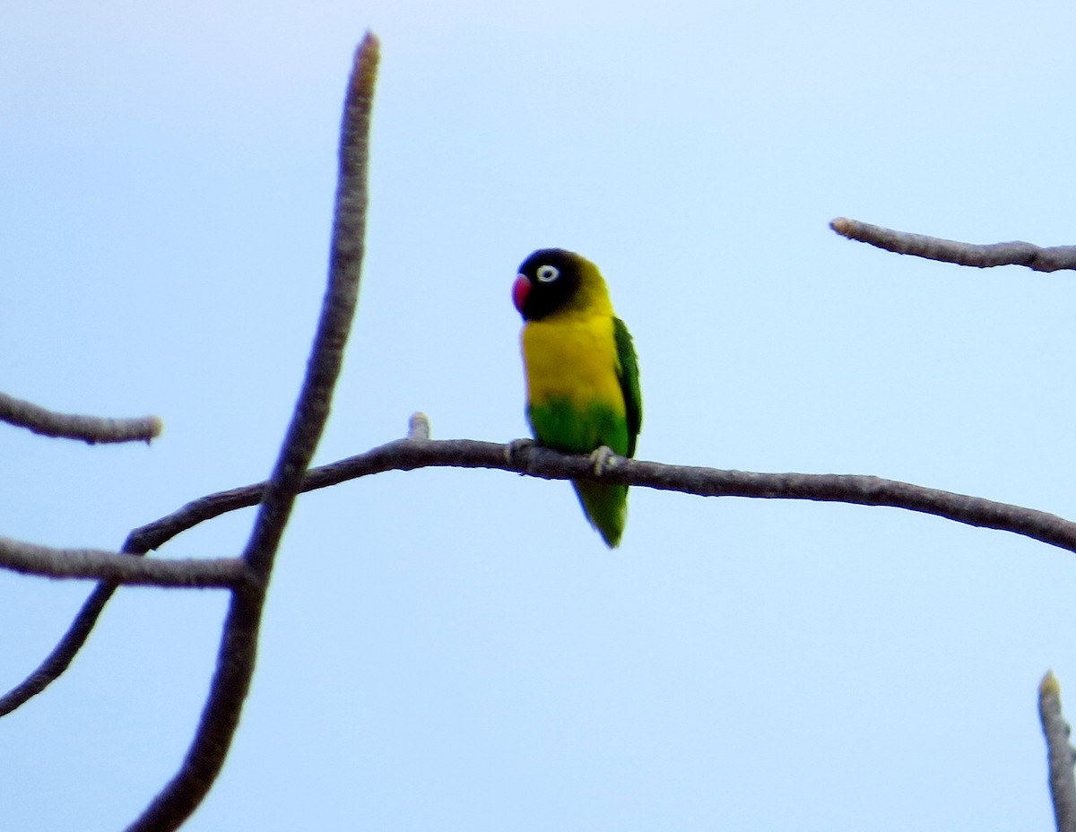 Yellow-collared Lovebird - ML63070941