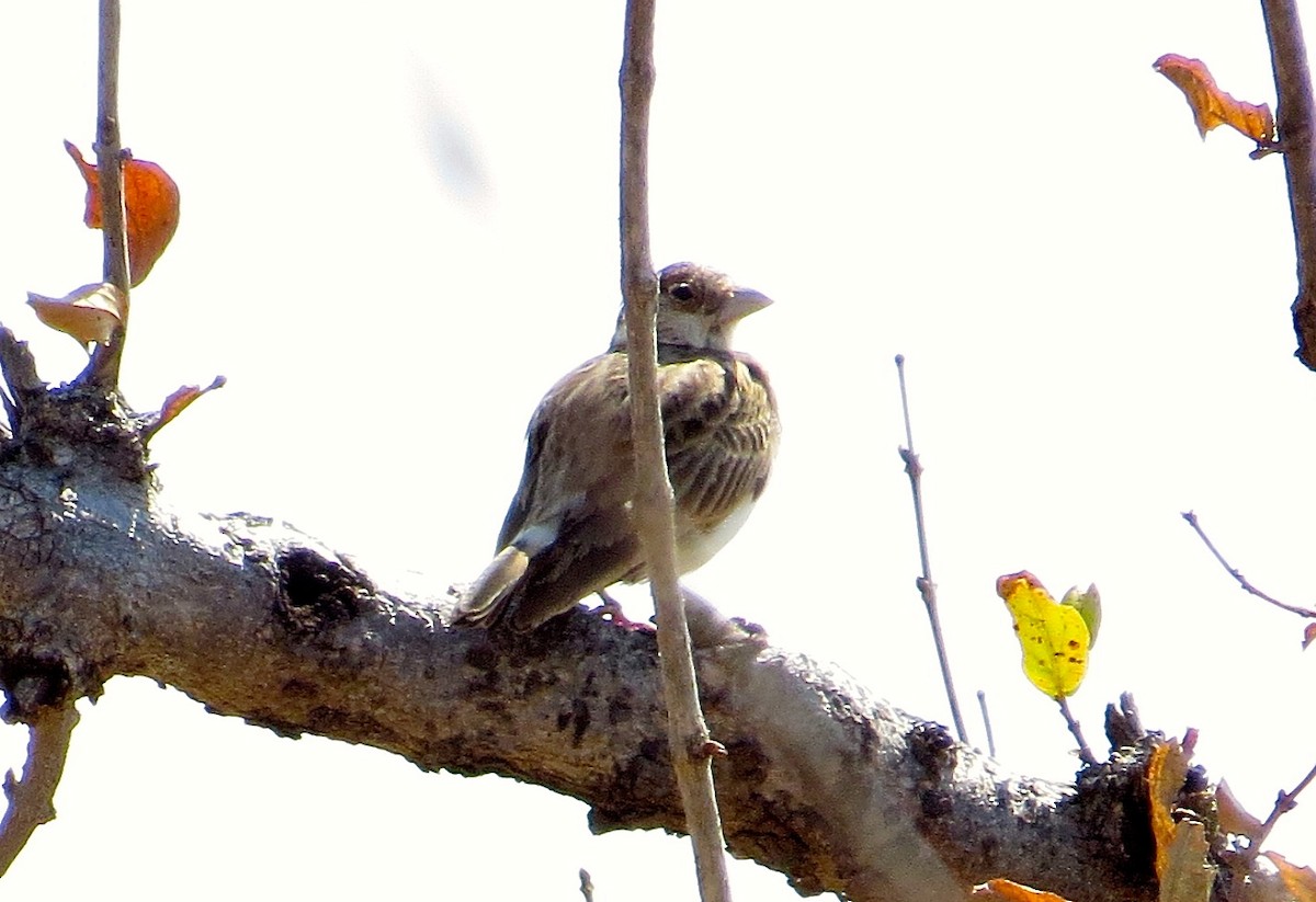 Fischer's Sparrow-Lark - ML63070971