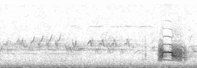 Дятел-смоктун сосновий - ML63071